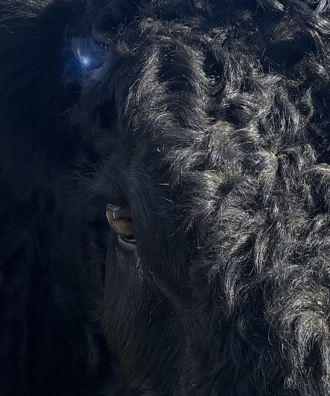 Guardian Angel, our herd sire