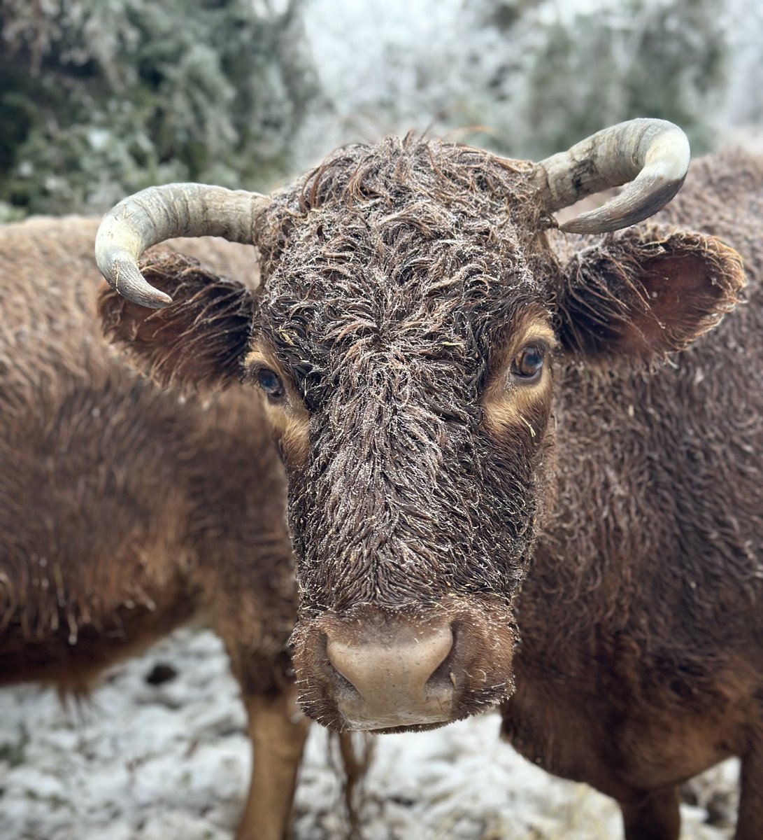 Neiva - England Ranch Dexter cow