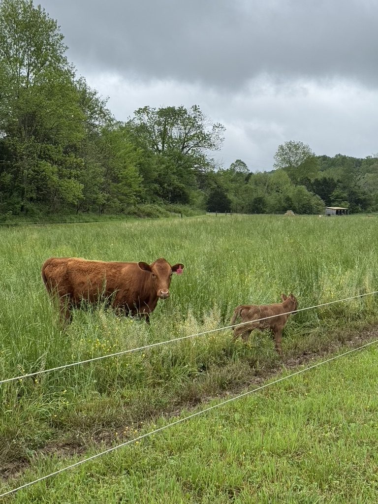Dexter cattle on pasture