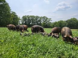 Pasture-raised pigs